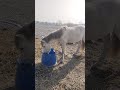 zindagi mazak BNA Rakhi hai #horse #horseracing #crazy #horsefan