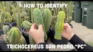 How to Identify Trichocereus San Pedro “PC” l Mallacht’s Plants