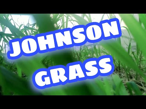 Video: Maaari mo bang putulin ang Johnson grass para sa hay pagkatapos ng hamog na nagyelo?