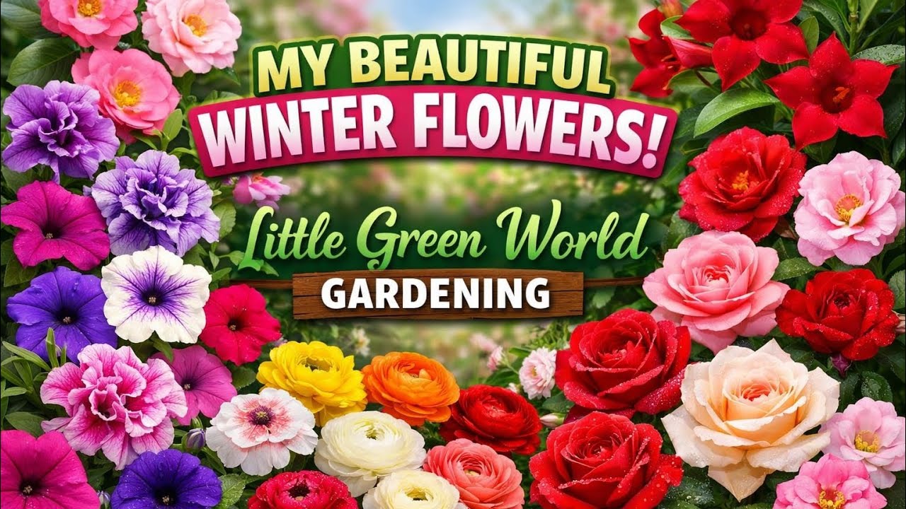My Colorful Winter Garden Tour 🌸 Ranunculus, Petunia, Roses, Camellia & More Blooms! #Roses #plants 