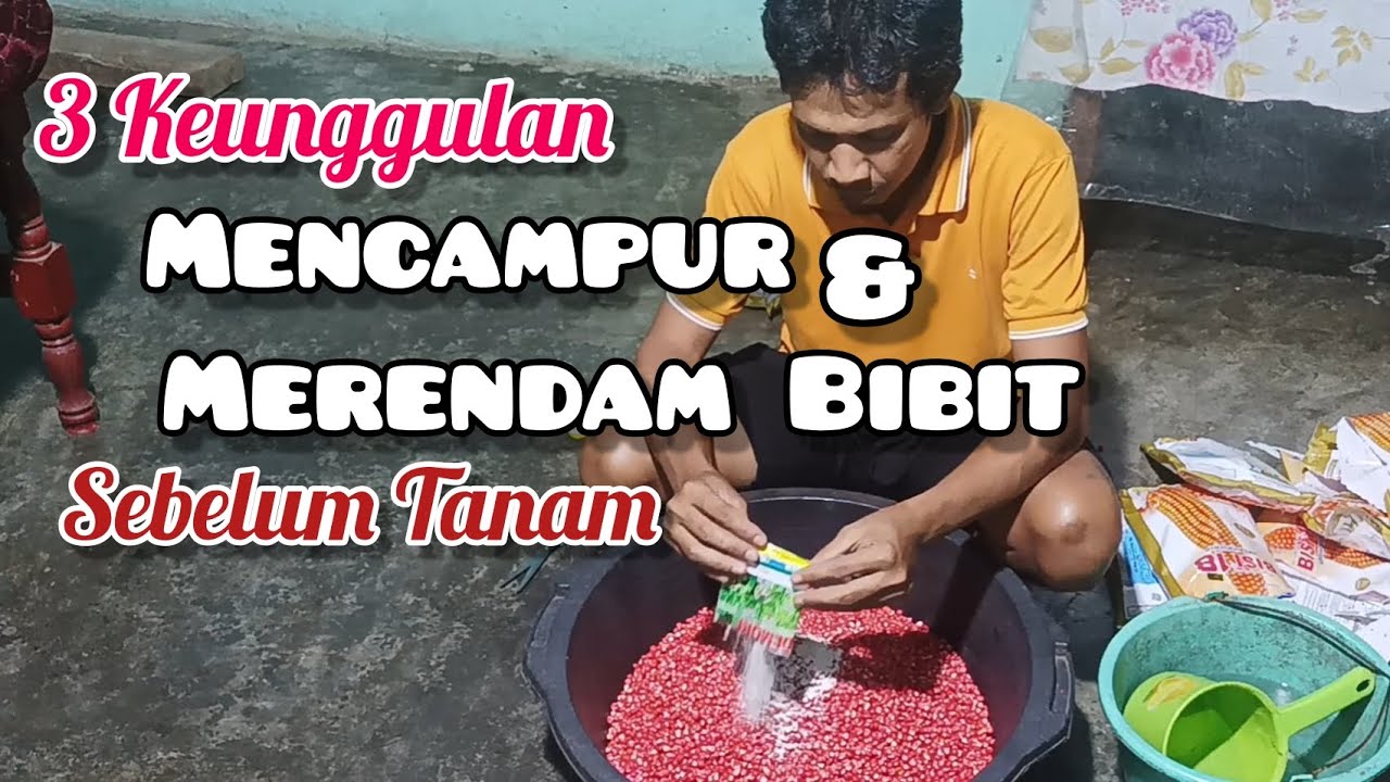 3 Keunggulan Mencampur & Merendam Bibit sebelum tanam Jagung