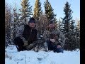 Trapping wolves in Alberta