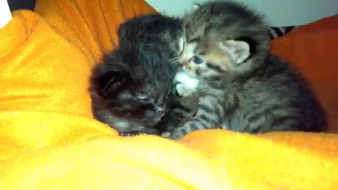 Kedi doğumu (Efes) YouTube