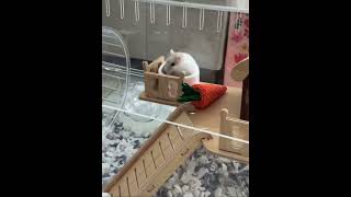 Interactive edit ! #hamster #pet #shorts #interactive #cute 