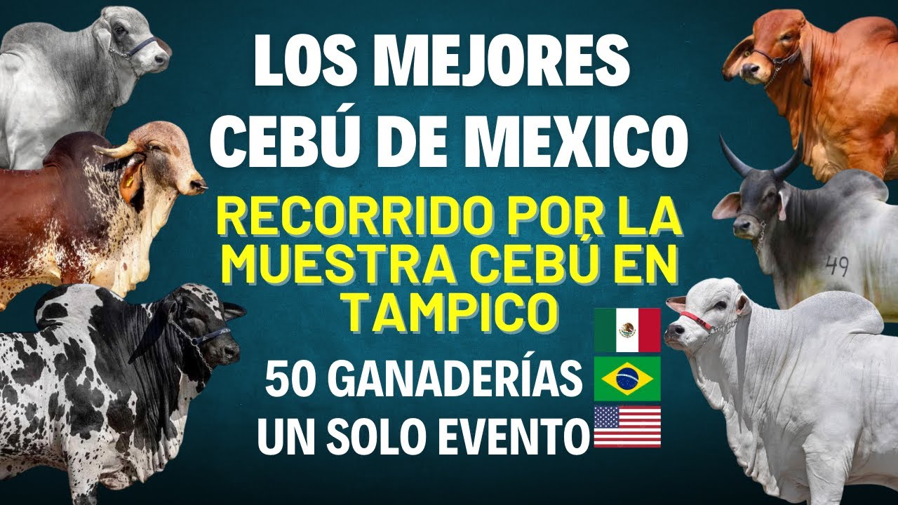 🔥🏆🐂 ¡EL MEJOR GANADO CEBÚ DE MÉXICO EN UN SOLO LUGAR! | MUESTRA INTERNACIONAL TAMPICO 🐂🥇