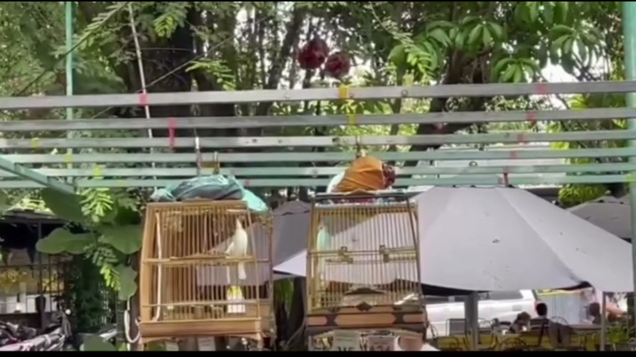 Chào Mào Bạch , Hắc , Xám Farm Nghĩa Nha Trang @CADN Cám+ Thuốc  + VITAMIN Tắm Dành Cho 🐦 Cảnh 