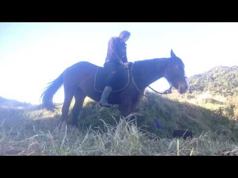 Capa de Backing A Horse