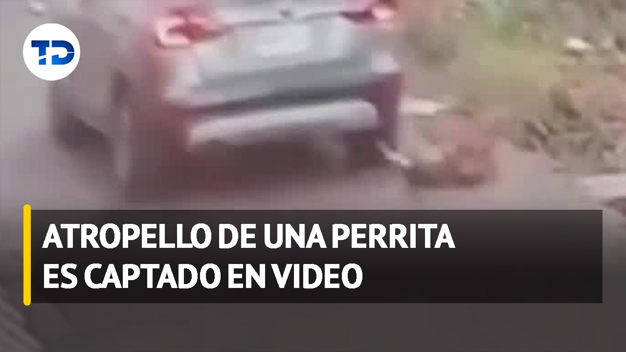 Maltrato animal en Cartago: Atropella a perrita y se da a la fuga - YouTube