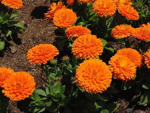 Video: Marsh morgenfrue: beskrivelse og egenskaber af planten. Når morgenfruen blomstrer