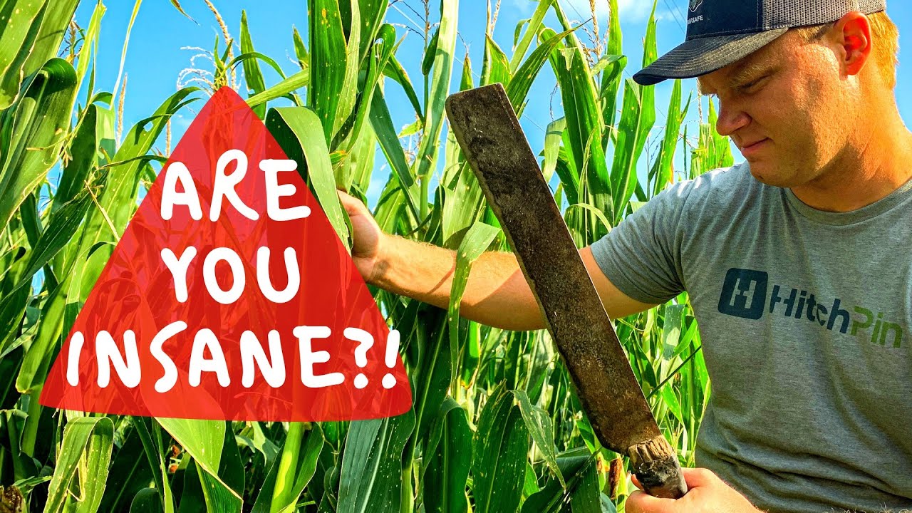 Farmers DO NOT Get Paid to DESTROY Crops! YouTube