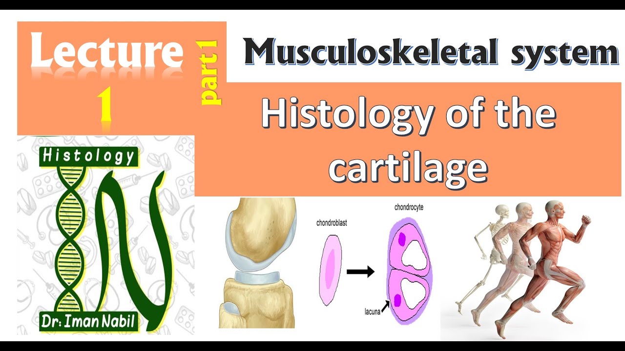 1a-Histology of Cartilage part1-Introduction-Musculoskeletal system