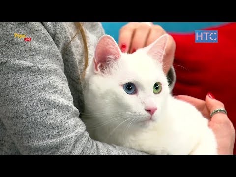 Порода белых кошек с разноцветными глазами Турецкий ван / УтроLive / НТС