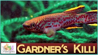 All About Gardner's Killifish (Blue Lyre-tail Killifish) : A Steel-blue Beauty!