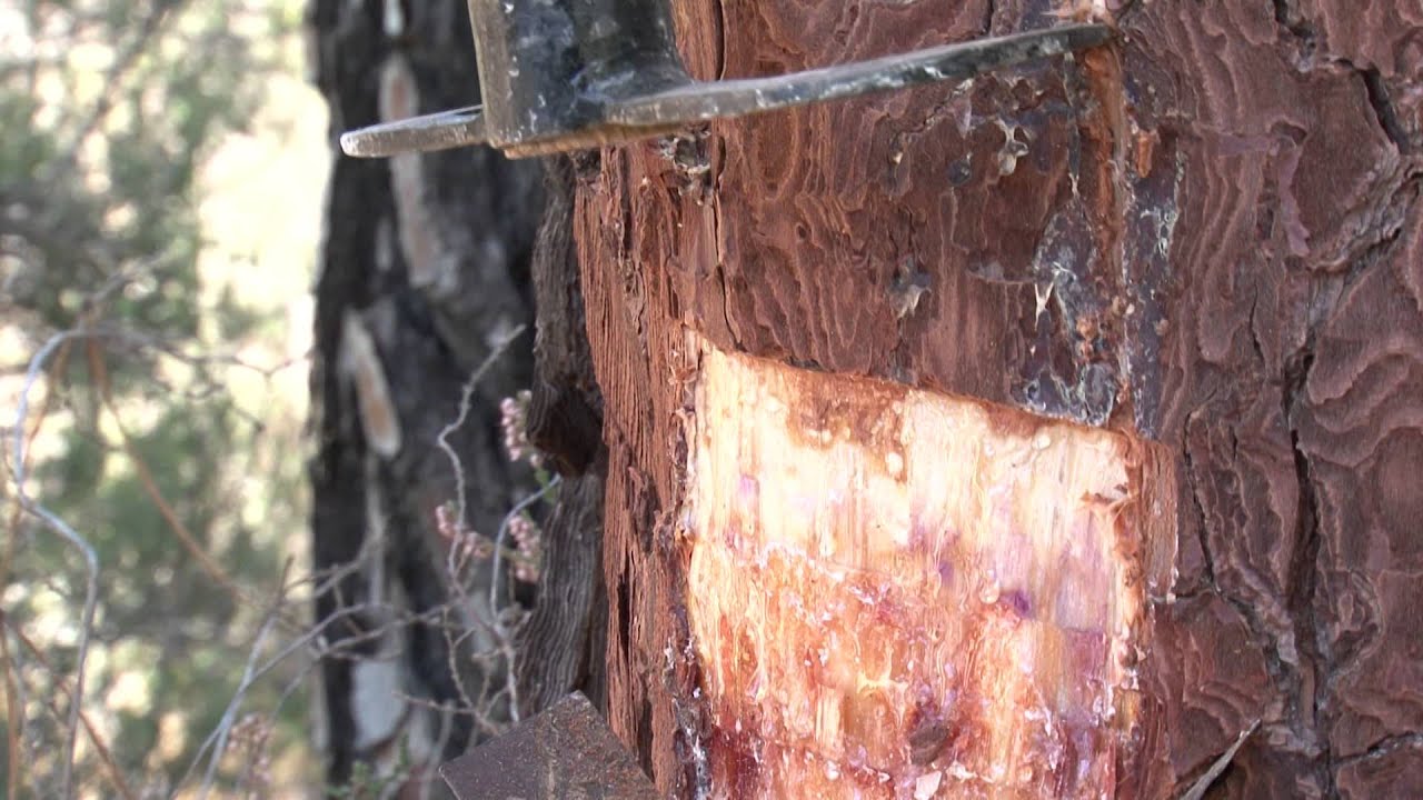 LA RECOGIDA DE RESINA TORMON