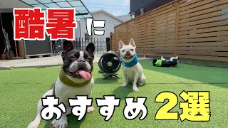 暑い夏をこれで乗りきろう！ワンちゃん飼いにおすすめグッズ２選