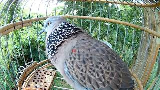 Download Cu Gáy Gọi Hay Kích Bổi Nhanh Nổi / Tiếng Chim Cu Gáy Kích Bổi Hiệu Quả/ Birds V Video MP3 Cu Gáy Gọi Hay Kích Bổi Nhanh Nổi / Tiếng Chim Cu Gáy Kích Bổi Hiệu Quả/ Birds V