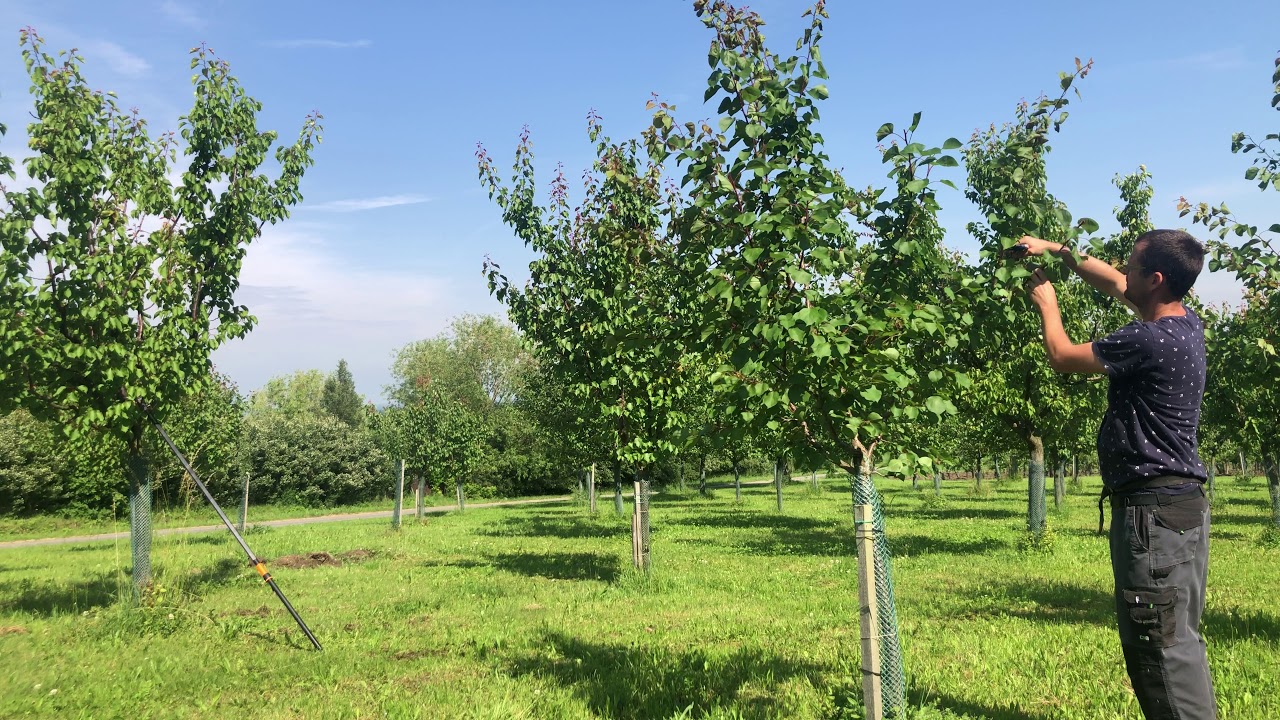 Šittův řez meruňky - Radkův sad