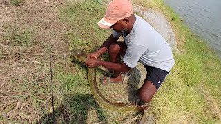 Fishing | Amazing big eel fish catch