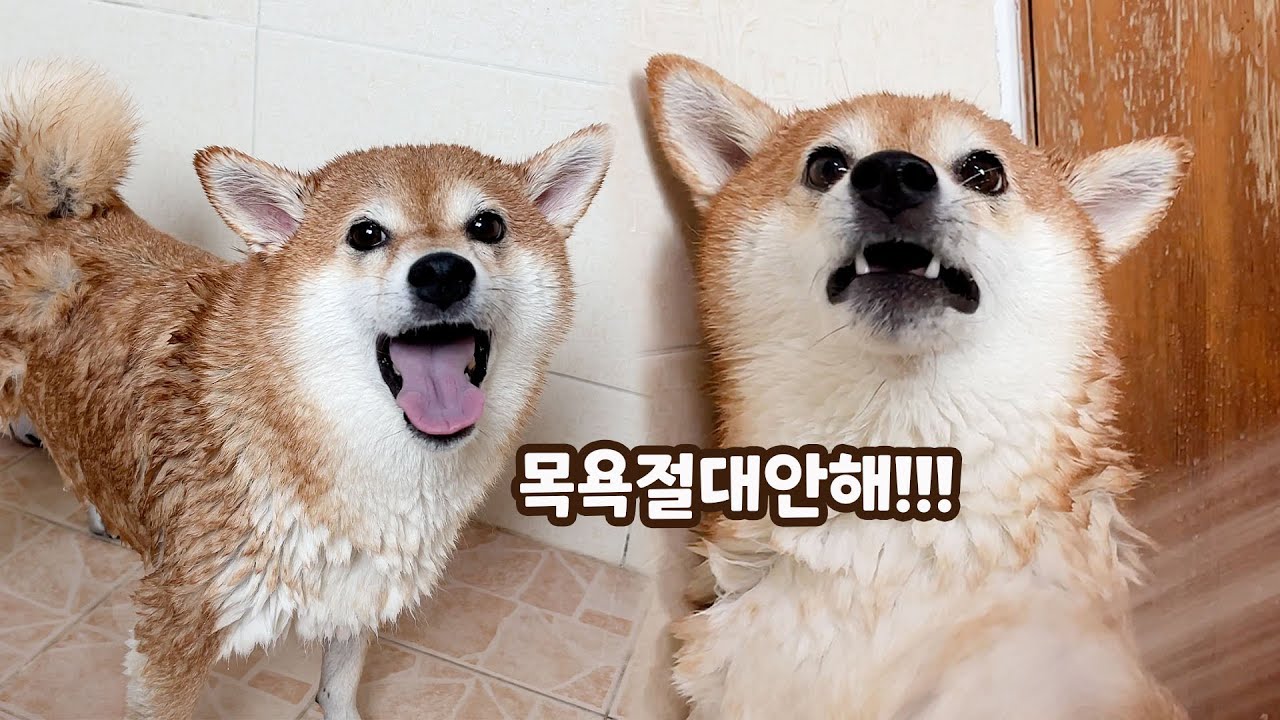 목욕만하면 난리나는 시바견ㅋㅋㅋ