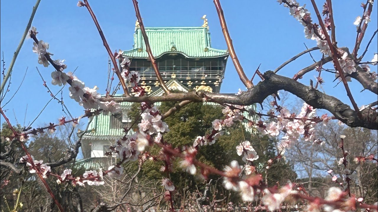【大阪城】３月５日の今の時期が見どころの梅が満開‼️（＃PENTAX）（＃風景）#写真 