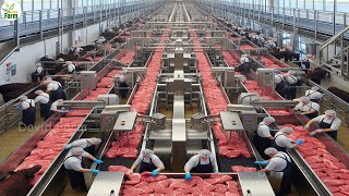 Japan vs Australia which Wagyu Beef is best? - Wagyu Beef Procesing Factory, Japanese Farming