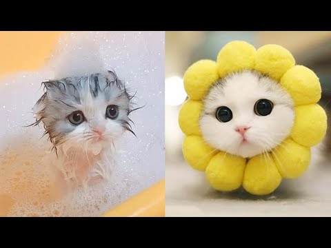 baby-cats---cute-and-funny-cat-videos-compilation-#9-|-aww-animals