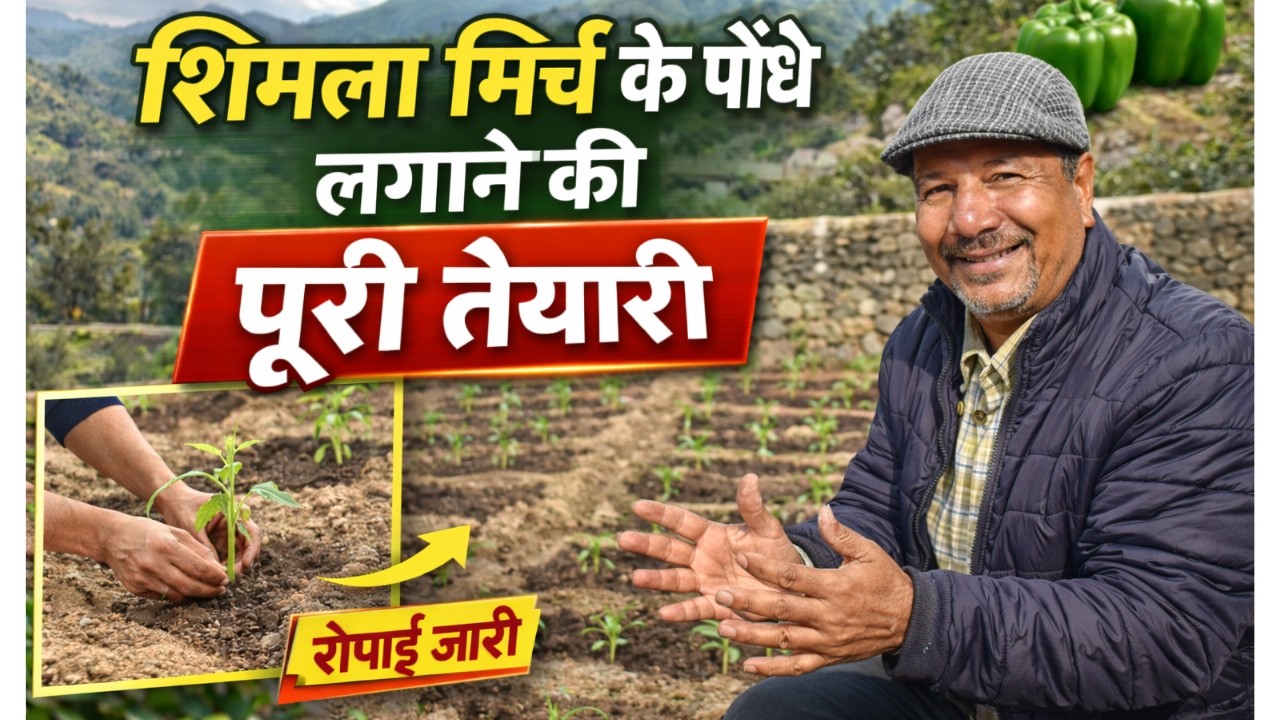 घर पर शिमला मिर्च कैसे उगाएं? | पौधे लगाने का सही और आसान तरीका (Step by Step Guide)