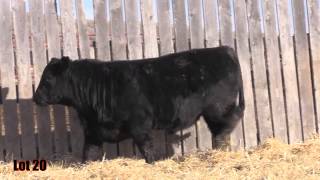 Lot 20 - MAR Capitalist 464