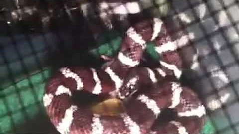 snake eats live Mouse(king snake)