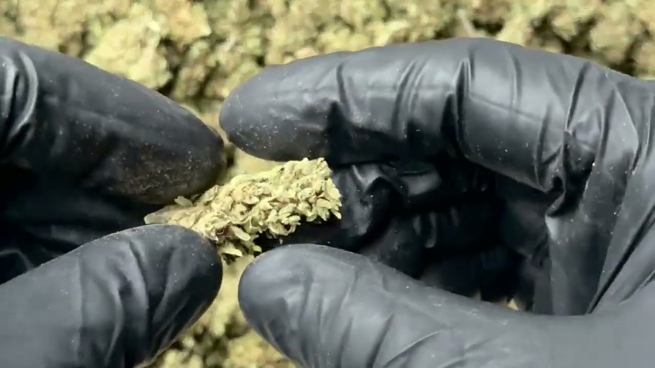 Pivot CBD Hemp Flower by Oregon-HempFlower.com