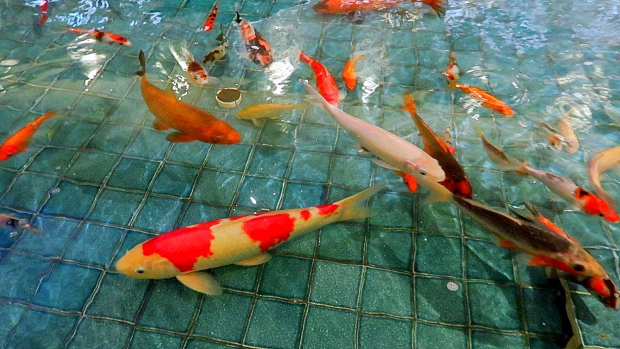 IKAN KOI BESAR Hana Kasih Makan Ikan Koi di Kolam Main 