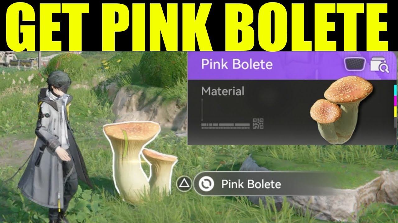 arknights endfield - how to get pink bolete (promote to a higher rank to raise level cap)