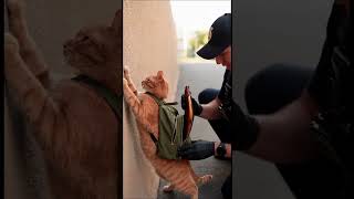 Caught Red Pawed Cat Busted for Carrying Illegal Fish and Catnip!🚨#Shorts#FunnyCats#PoliceSearch