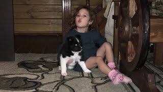 видео: Как выбрать щенка лайки. картинка: Как выбрать щенка лайки.