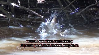 Ternyata Di Bawah Akar Ini Sarang Ikan Tembakang Monster!