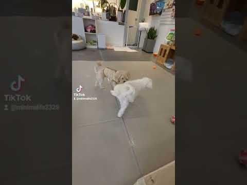 마킹을 왜 다른 강아지한테 해ㅜㅜ #미안해 #유치원 #강아지유치원 #강아지브이로그