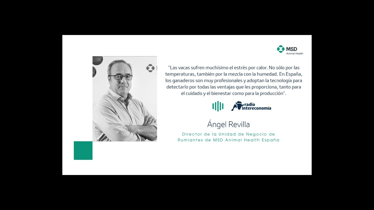 ¿Qué es el estrés por calor? ¿Cómo se puede detectar en el ganado bovino?