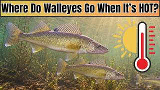 Find These Mid-Summer Walleye Locations When The Heat is On!