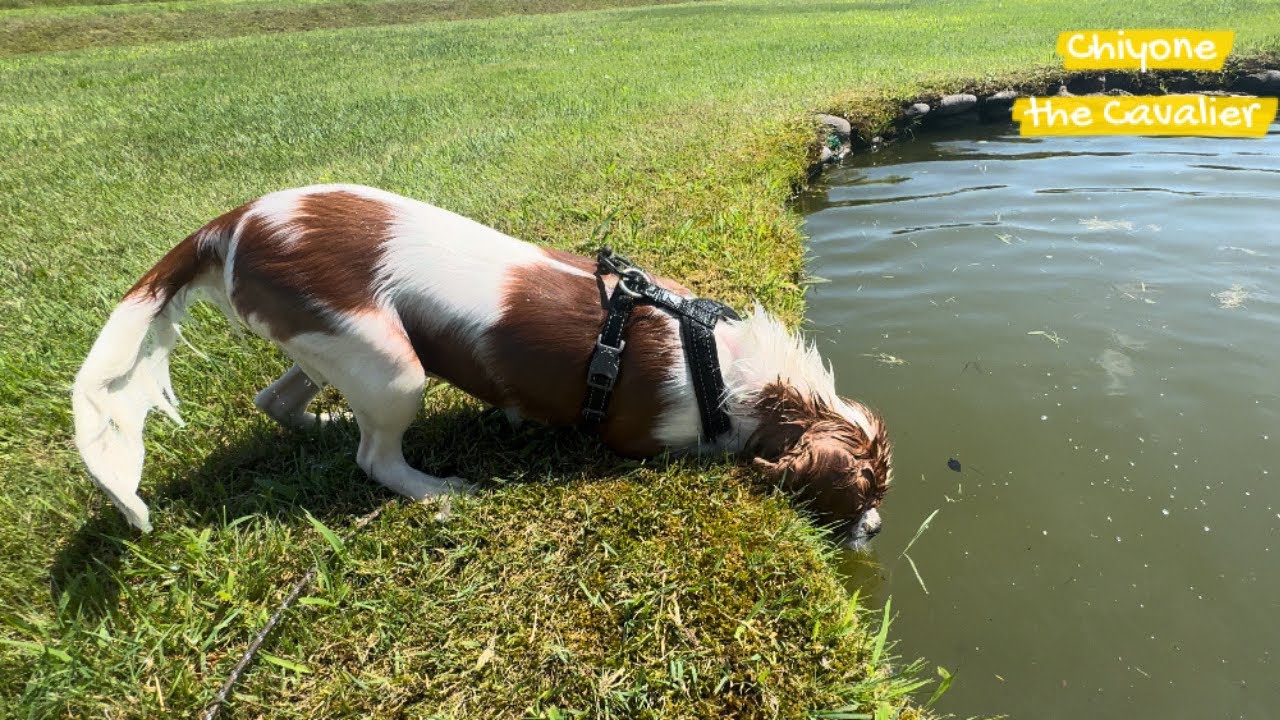 池に落ちたキャバリアの子犬 / The puppy with falling into the pond