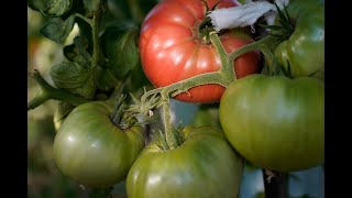 Сравнение на сортове домати - розова магия, ръгби, меделина, червен градински, биг бийф, м. сълзи.