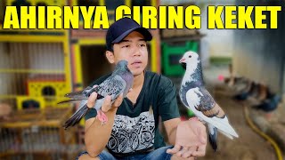 PLONTANG SAPI MBATIK AFTER CHANGING TO A NEW FEMALE