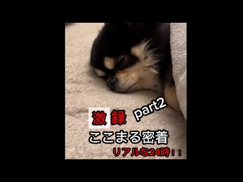 Documenting Cocomaru: 24 Hours in Focus!! [Part 2]