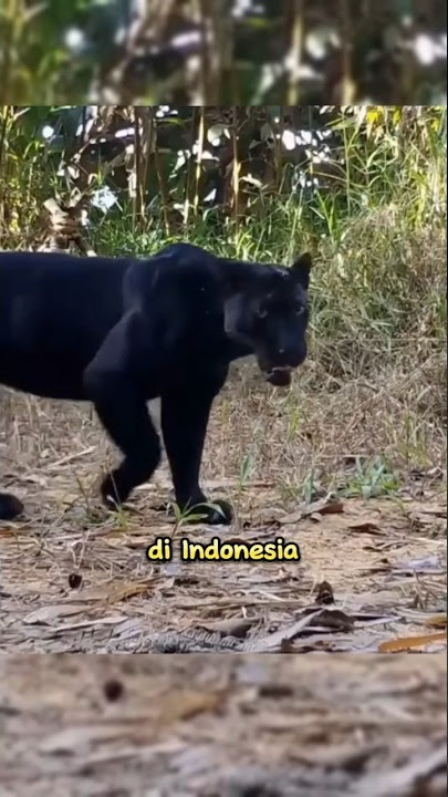 siapakah sebenarnya macan kumbang ? #faktamenarik #animals #panthers #macankumbang