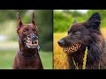 The most banned dog breeds in the world