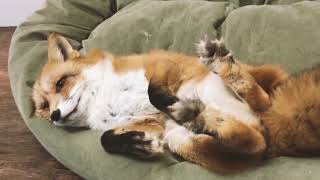 Juniper The Happiest Fox By Jesa Coker