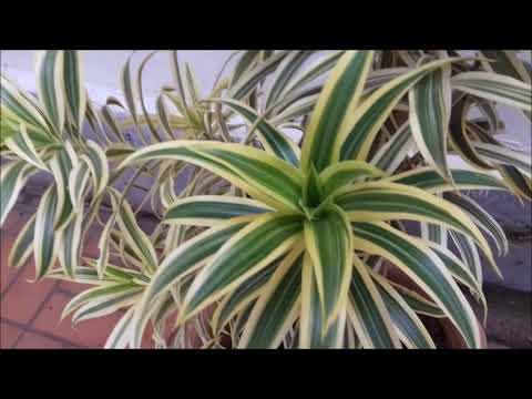 PLANTAS