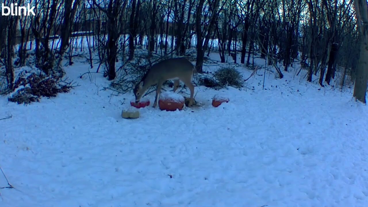 Squirrels & Cats on Trail Cam! 🐿️🐈 | Nighttime Wildlife Action