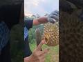 松鼠鉴定过的榴莲必须先尝 #durian #durianmalaysia #musangking