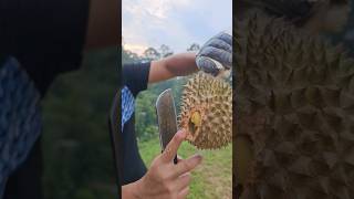 松鼠鉴定过的榴莲必须先尝 #durian #durianmalaysia #musangking