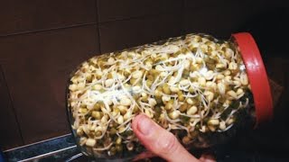 Пророщенный маш Пророщенный маш